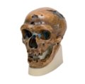 Homo Neanderthalensis kaukolė (La Chapelle-aux-Saints 1)